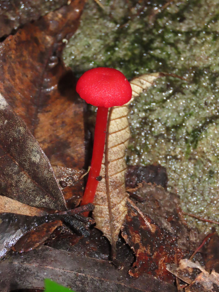 Hygrocybe miniata · May 2025 · photo: © ian_mcallan (iNaturalist, cc-by-nc)