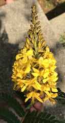 Cenostigma pluviosum peltophoroides