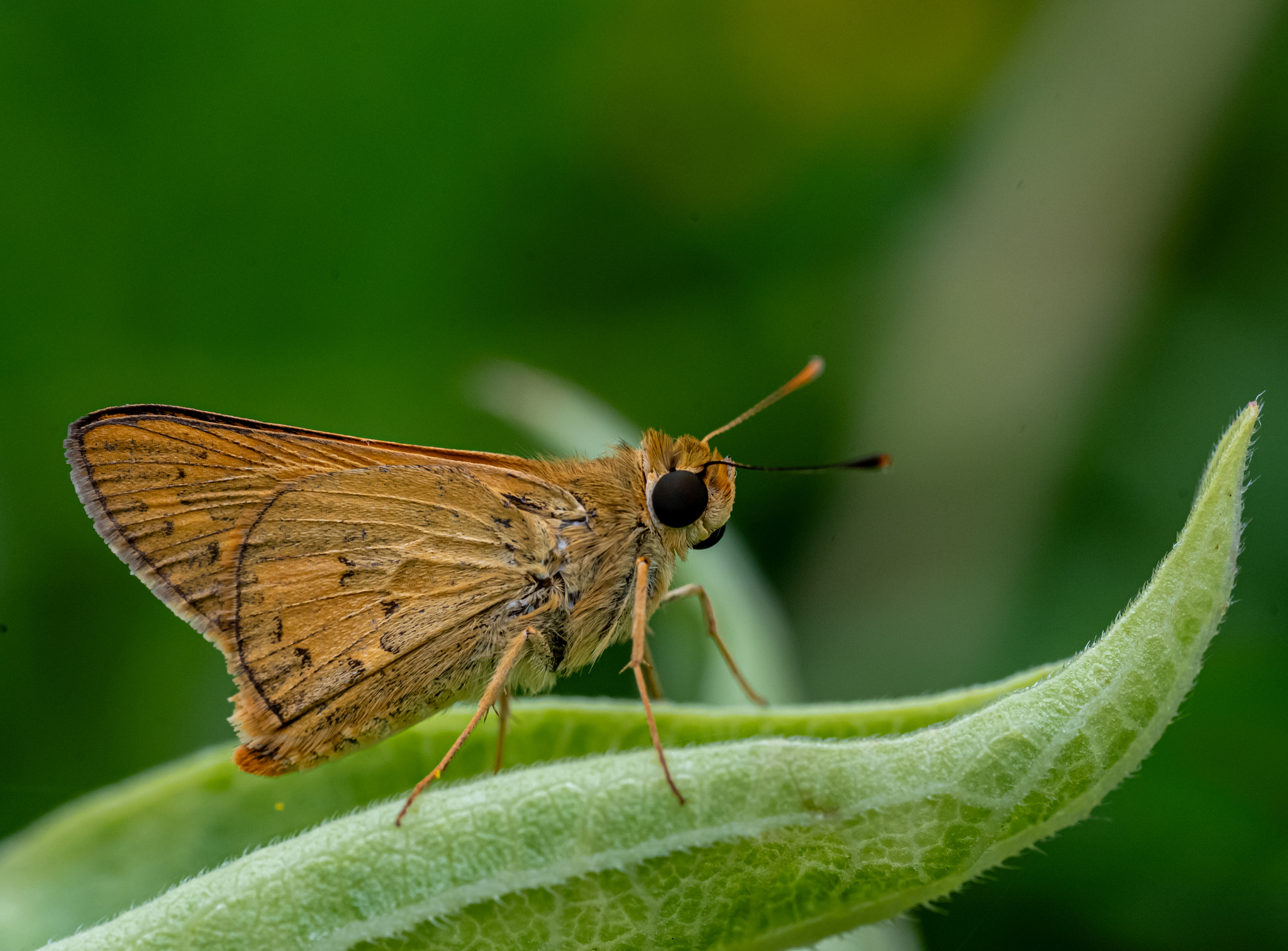 Pale Palm-Dart