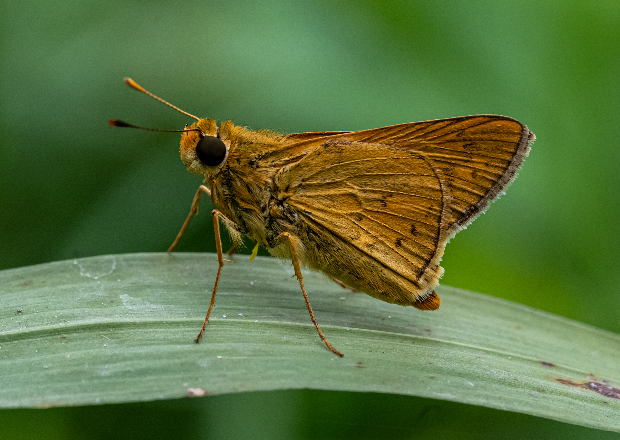 Pale Palm-Dart