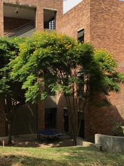 Cenostigma pluviosum peltophoroides