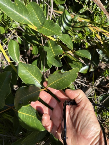 Codia spatulata (Codia spatulata)