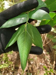 Averrhoa carambola