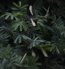 Cenostigma pluviosum peltophoroides
