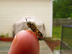 Psellidotus hieroglyphicus