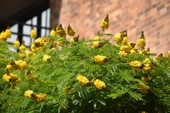 Cenostigma pluviosum peltophoroides