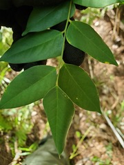 Averrhoa carambola