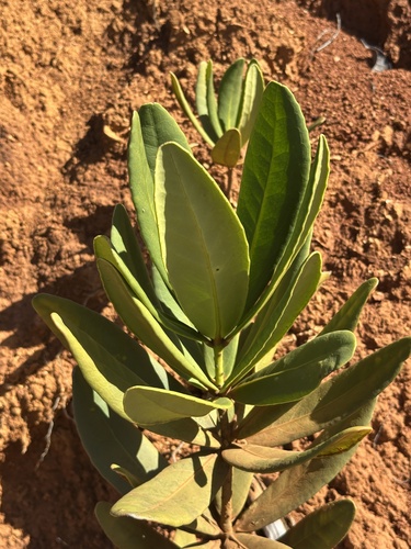 Balanops pancheri observed 2025-07-24