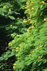 Cenostigma pluviosum peltophoroides