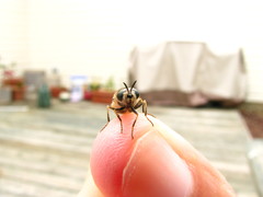 Psellidotus hieroglyphicus