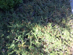 Muehlenbeckia complexa