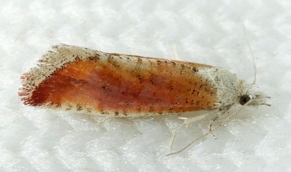 Jerapowellia burnsorum