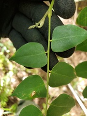 Averrhoa carambola