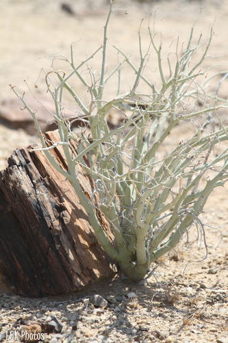 Euphorbia gariepina image