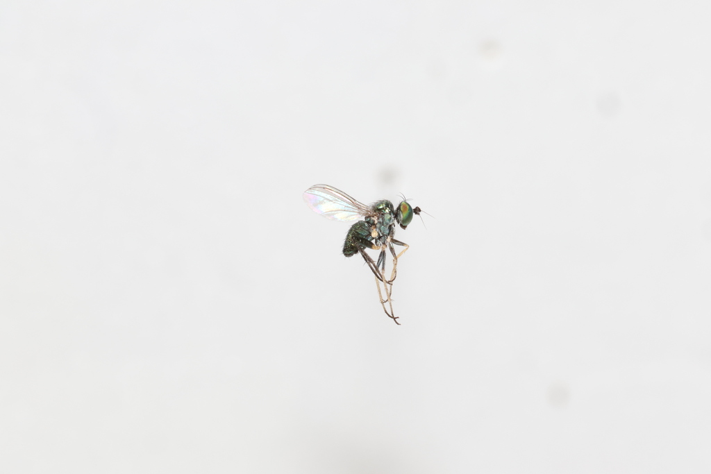Chrysotus pulchellus