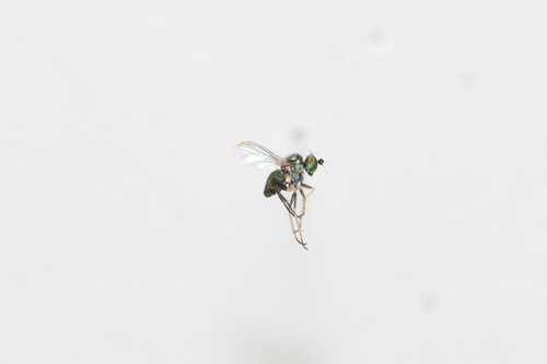 Chrysotus pulchellus