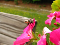 Psellidotus hieroglyphicus