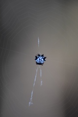 Gasteracantha sacerdotalis