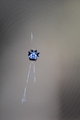 Gasteracantha sacerdotalis