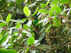 Chlorornis riefferii