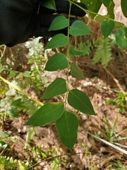 Averrhoa carambola