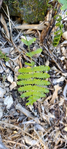 Arthropteris orientalis observed 2025-07-21