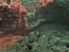 Congrogadus subducens