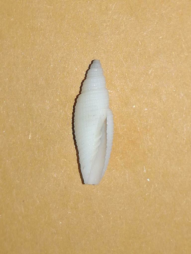 Imbricaria interlirata