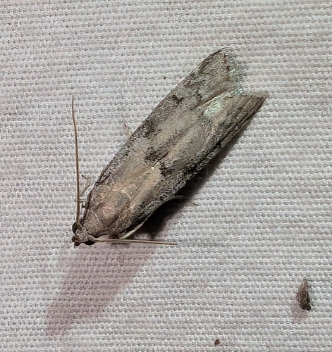 Beehive Honey Moth photo 3