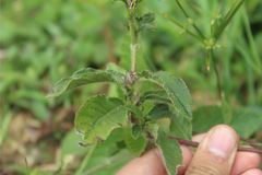Pseudelephantopus spiralis