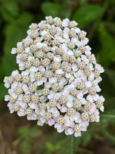 Paprastoji kraujažolė