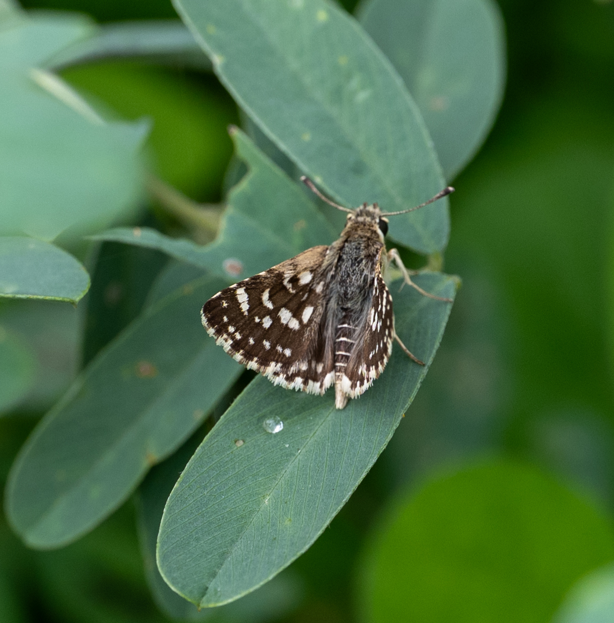 Asian Grizzled Skipper