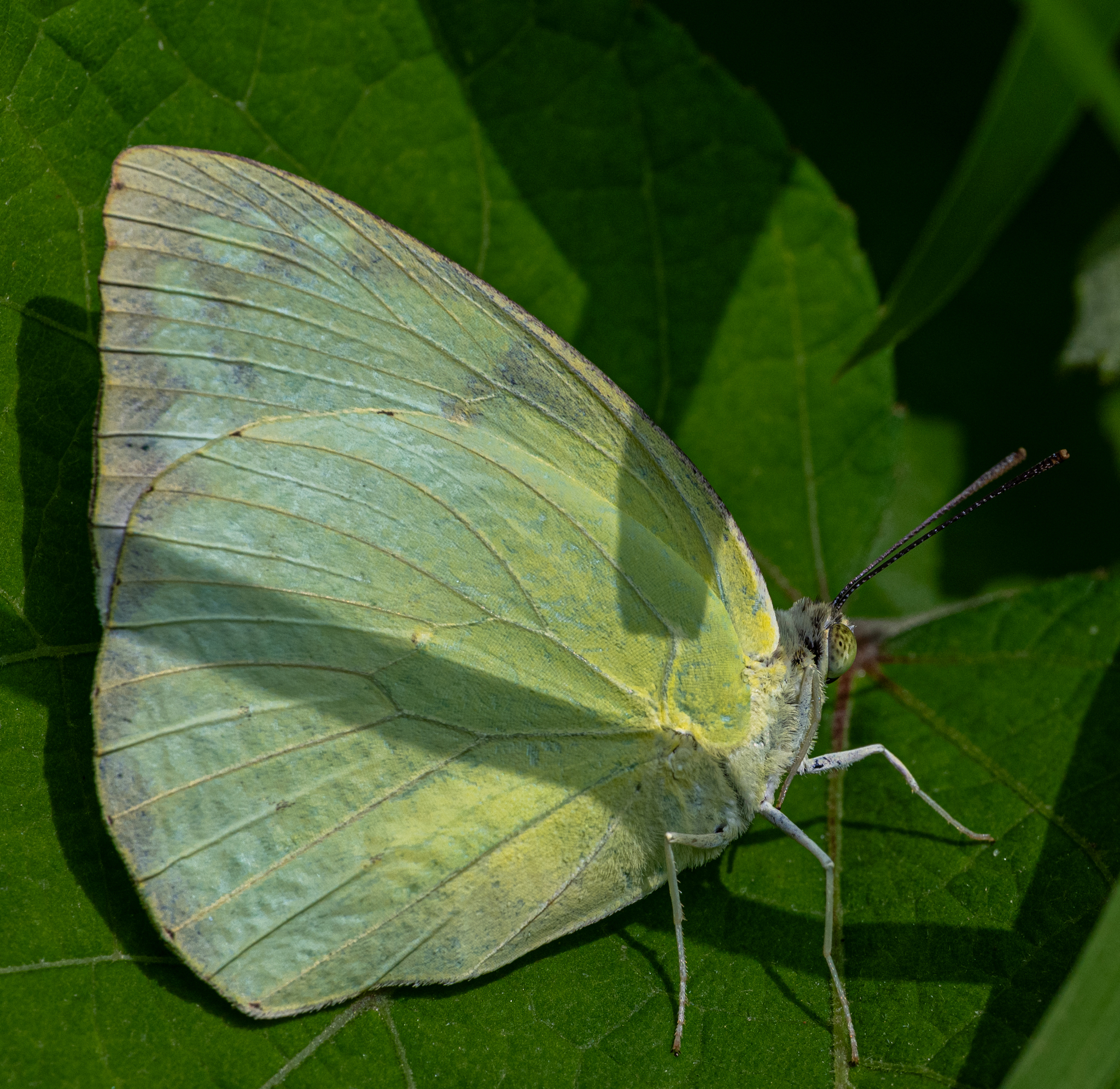 Lemon Emigrant