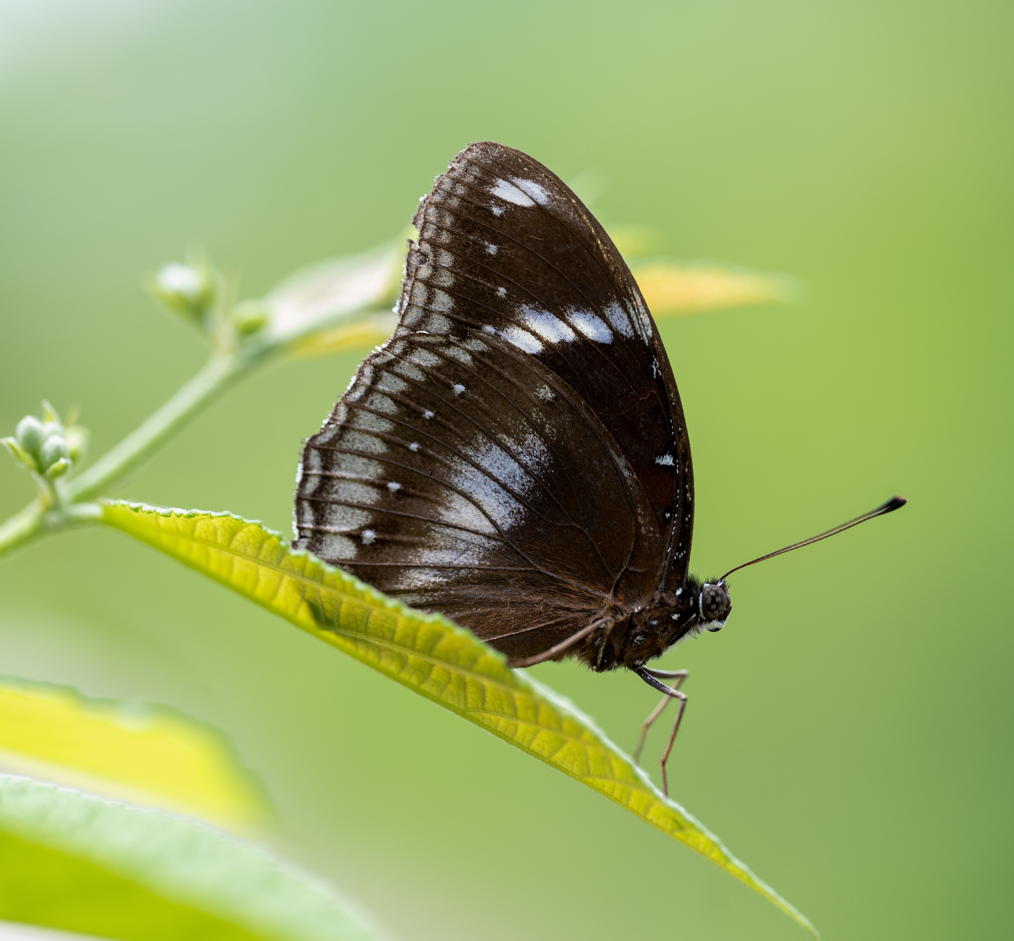 Great Eggfly