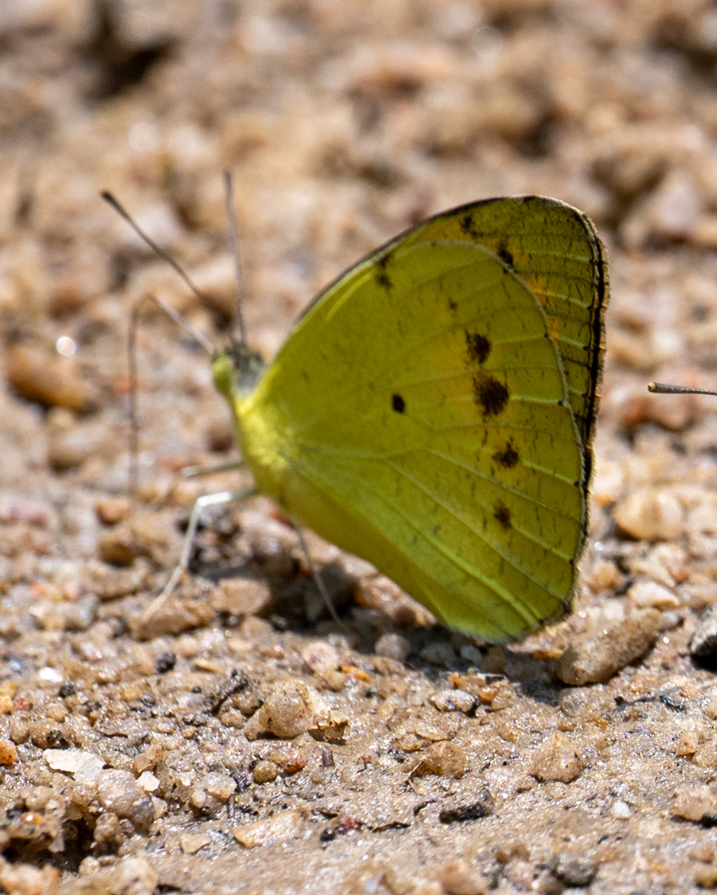 Yellow Orange-Tip