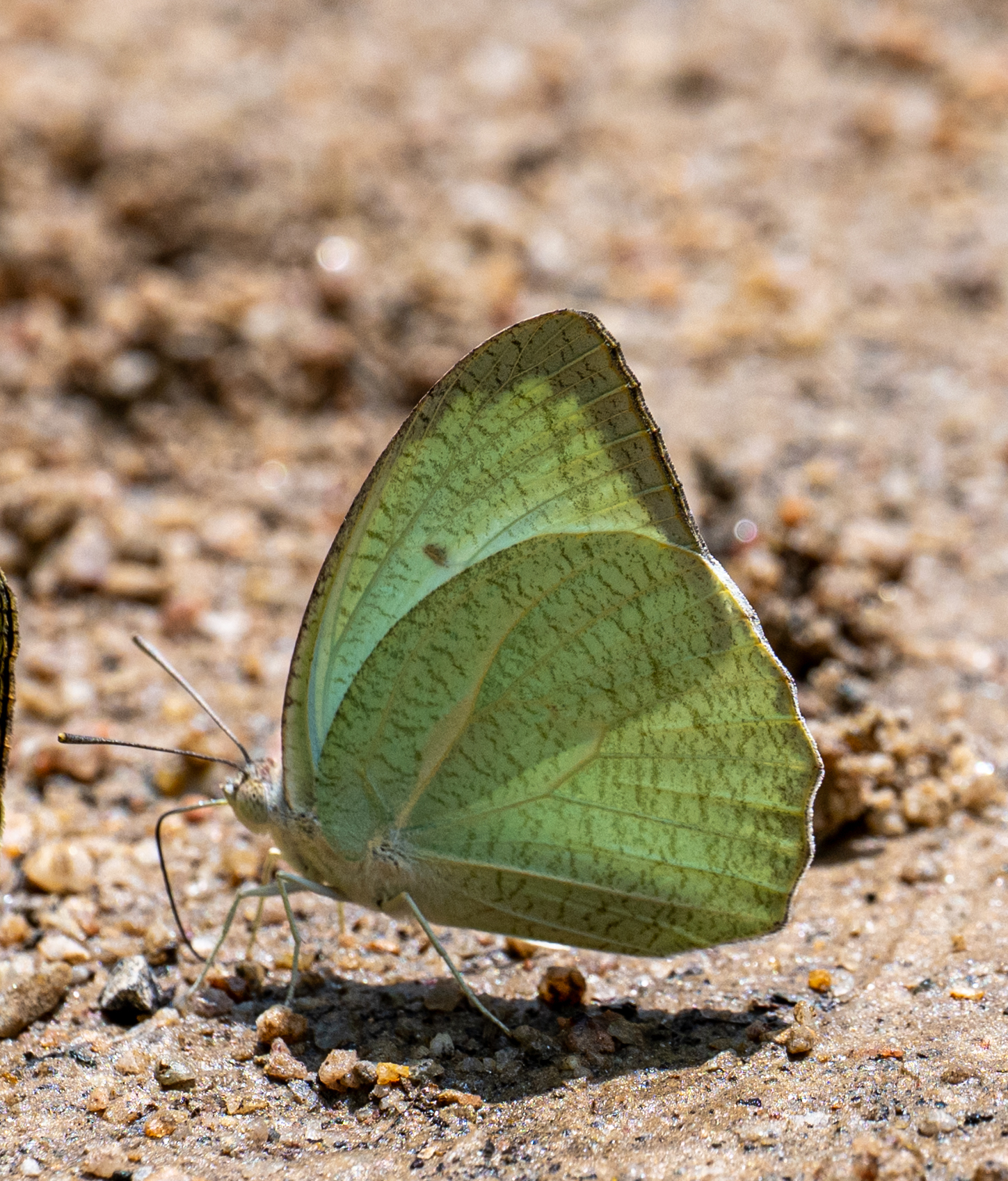Mottled Emigrant