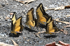 Heraclides androgeus