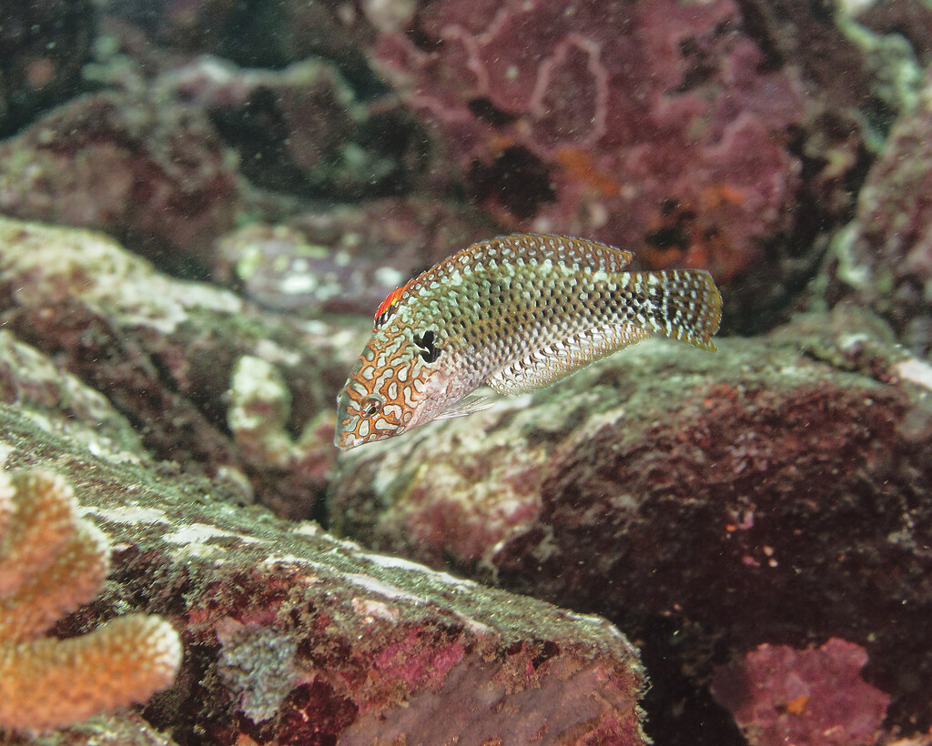 Pakoko Wrasse