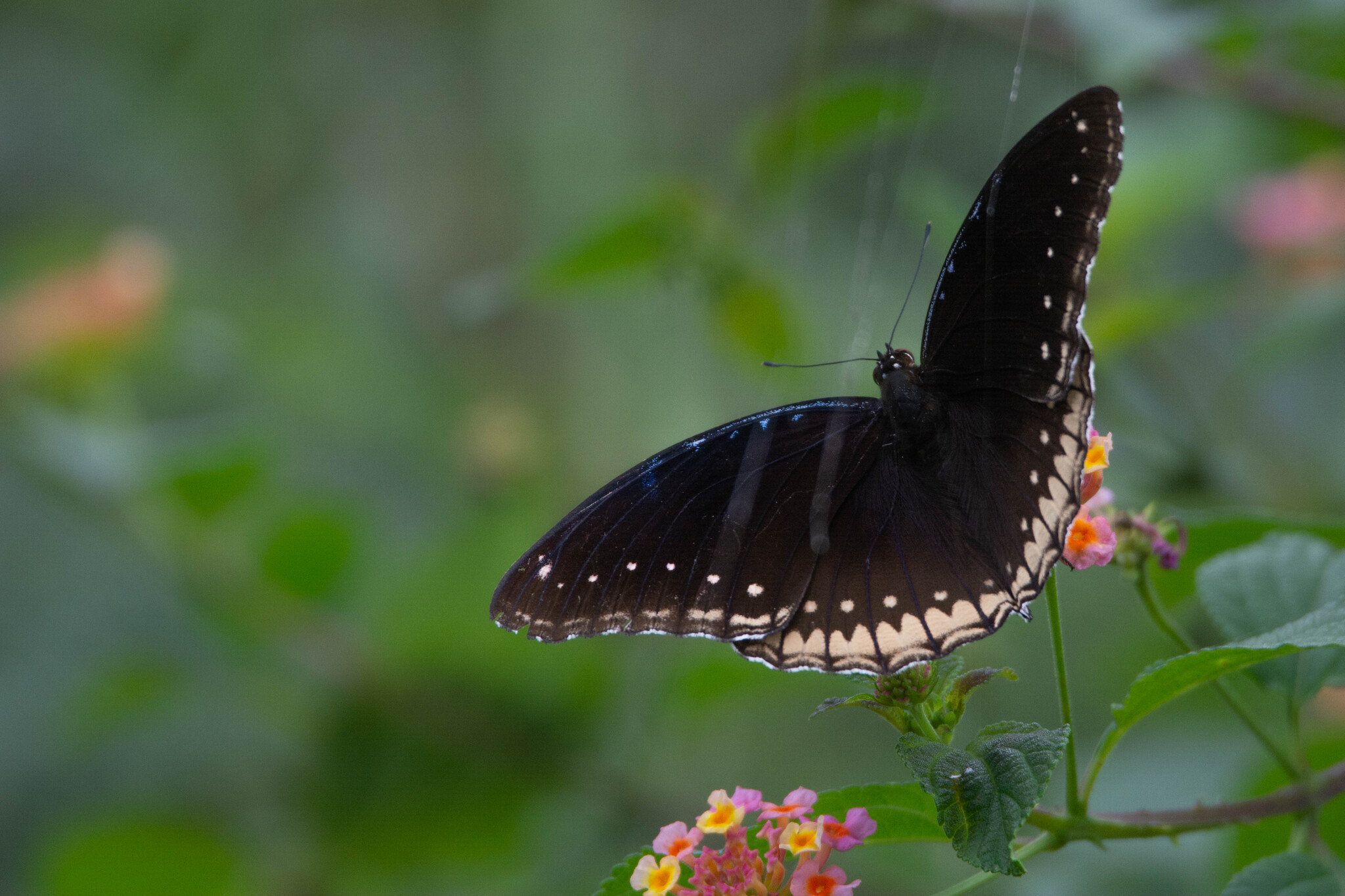 Great Eggfly