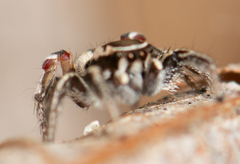 Habronattus formosus
