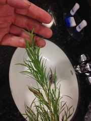 Muhlenbergia glabrifloris