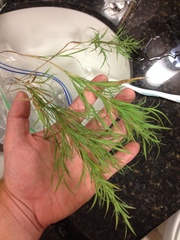 Muhlenbergia glabrifloris