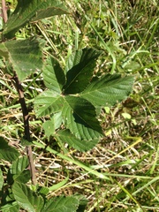 Rubus serissimus
