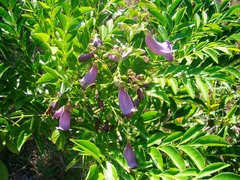 Jacaranda puberula