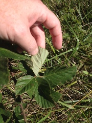 Rubus serissimus