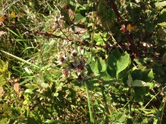 Rubus serissimus