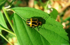 Endocephalus lineatus