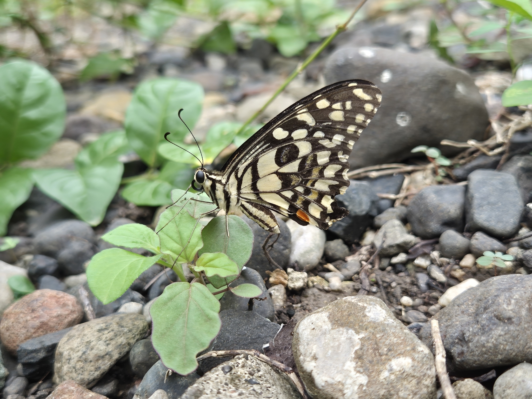 Lime Swallowtail