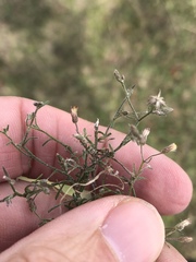 Erigeron divaricatus