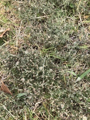 Erigeron divaricatus